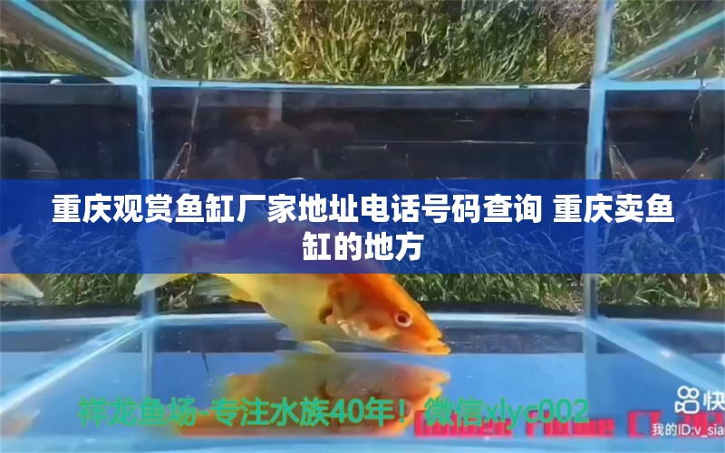 重慶觀賞魚缸廠家地址電話號碼查詢 重慶賣魚缸的地方 玫瑰銀版魚 第1張