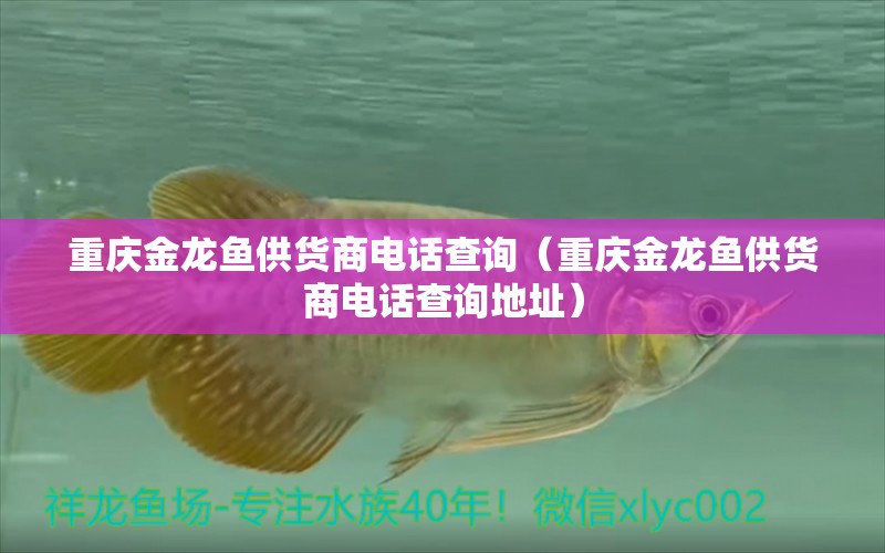 重慶金龍魚(yú)供貨商電話(huà)查詢(xún)（重慶金龍魚(yú)供貨商電話(huà)查詢(xún)地址）