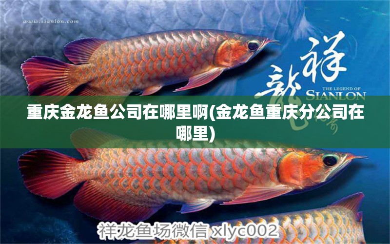 重慶金龍魚公司在哪里啊(金龍魚重慶分公司在哪里)