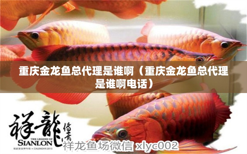 重慶金龍魚總代理是誰?。ㄖ貞c金龍魚總代理是誰啊電話）