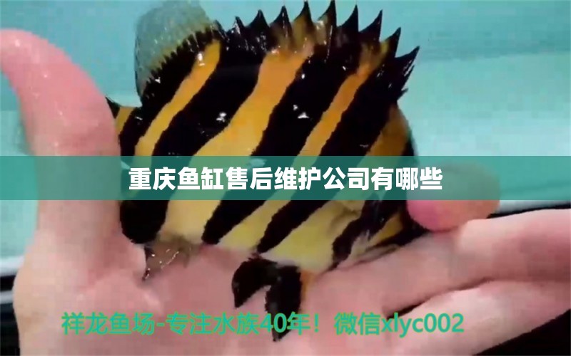 重慶魚缸售后維護(hù)公司有哪些 其他品牌魚缸