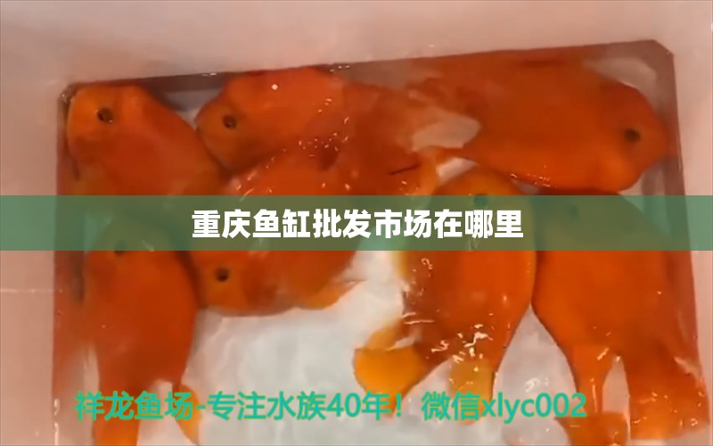 重慶魚缸批發(fā)市場(chǎng)在哪里 其他品牌魚缸