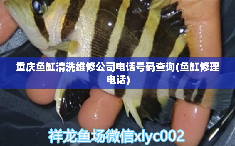 重慶魚缸清洗維修公司電話號(hào)碼查詢(魚缸修理電話) 羅漢魚批發(fā)