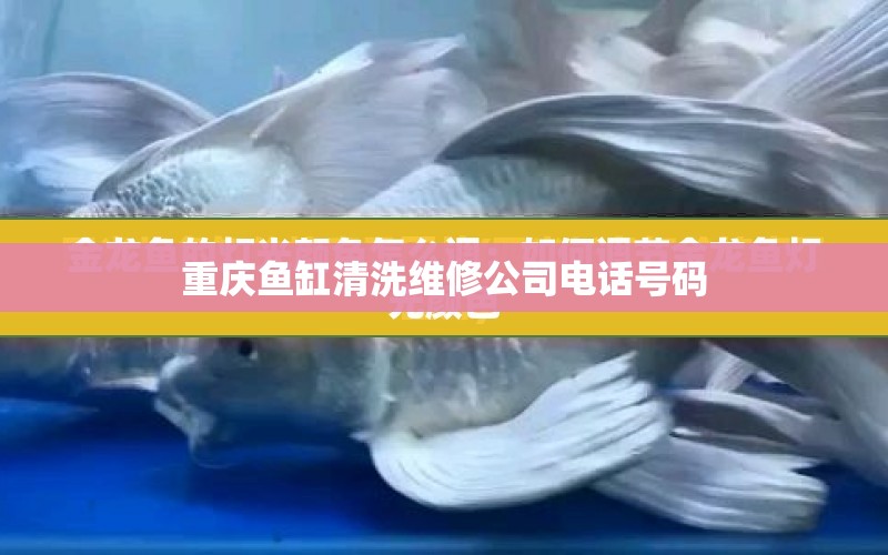 重慶魚缸清洗維修公司電話號(hào)碼 水族問答 第1張