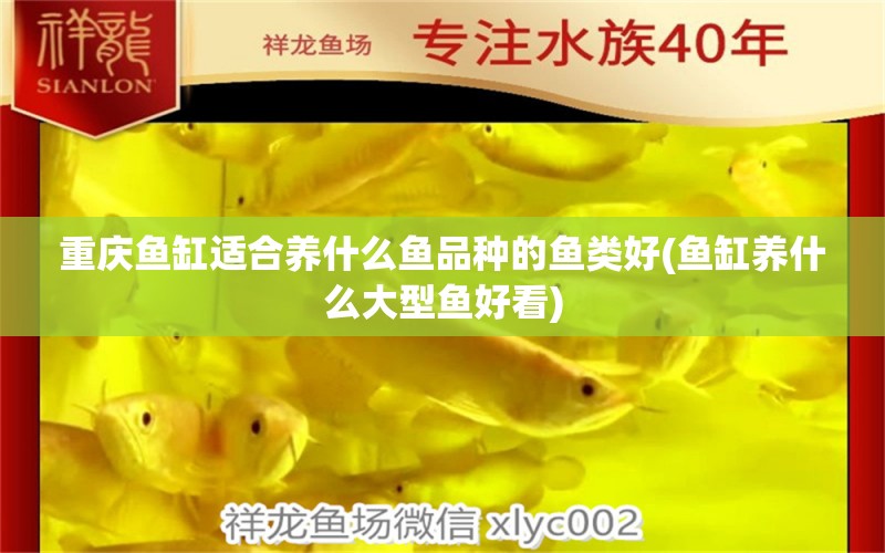 重慶魚缸適合養(yǎng)什么魚品種的魚類好(魚缸養(yǎng)什么大型魚好看) 野生埃及神仙魚