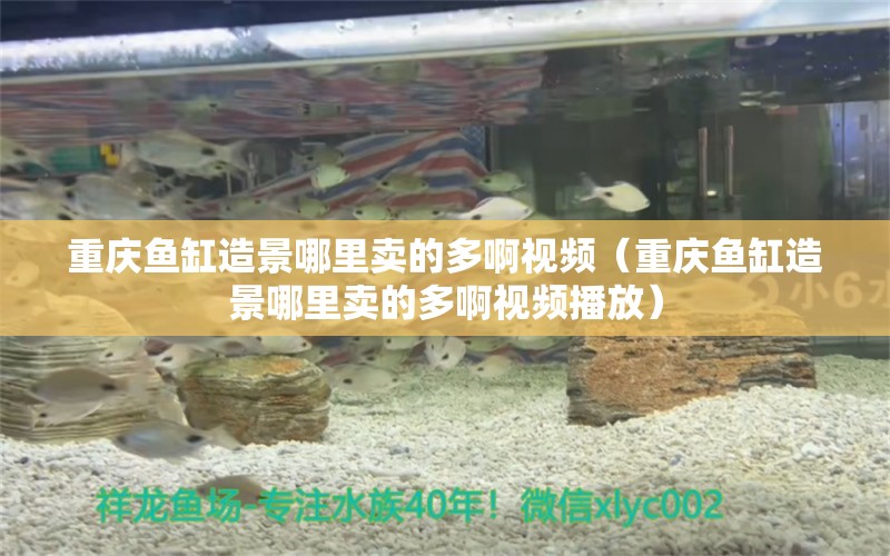 重慶魚缸造景哪里賣的多啊視頻（重慶魚缸造景哪里賣的多啊視頻播放） 祥龍水族醫(yī)院