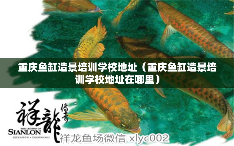 重慶魚缸造景培訓學校地址（重慶魚缸造景培訓學校地址在哪里）