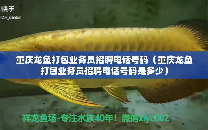 重慶龍魚打包業(yè)務(wù)員招聘電話號碼（重慶龍魚打包業(yè)務(wù)員招聘電話號碼是多少） 水族用品