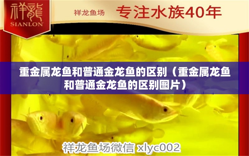 重金屬龍魚和普通金龍魚的區(qū)別（重金屬龍魚和普通金龍魚的區(qū)別圖片） 觀賞魚市場（混養(yǎng)魚）