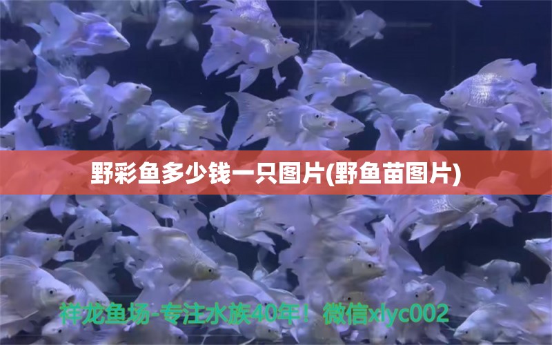 野彩魚(yú)多少錢(qián)一只圖片(野魚(yú)苗圖片) 野彩魚(yú)