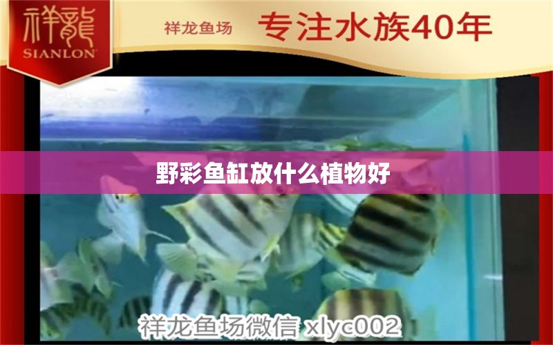 野彩魚缸放什么植物好 