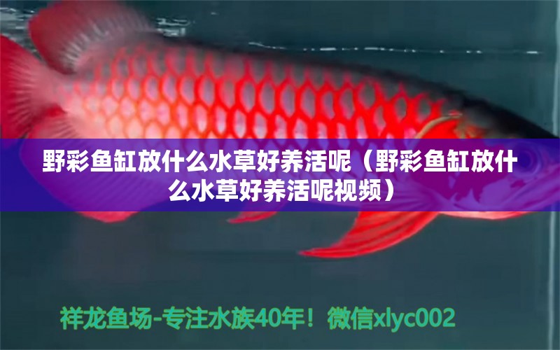 野彩魚(yú)缸放什么水草好養(yǎng)活呢（野彩魚(yú)缸放什么水草好養(yǎng)活呢視頻）