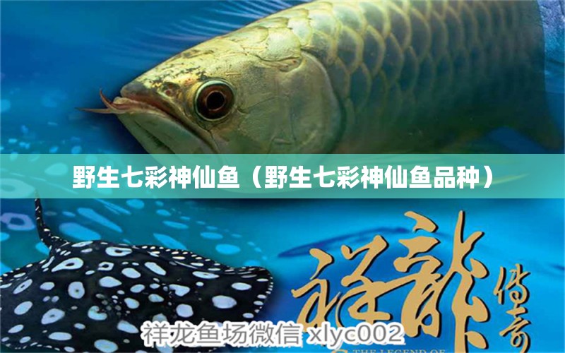 野生七彩神仙魚(yú)（野生七彩神仙魚(yú)品種） 七彩神仙魚(yú)