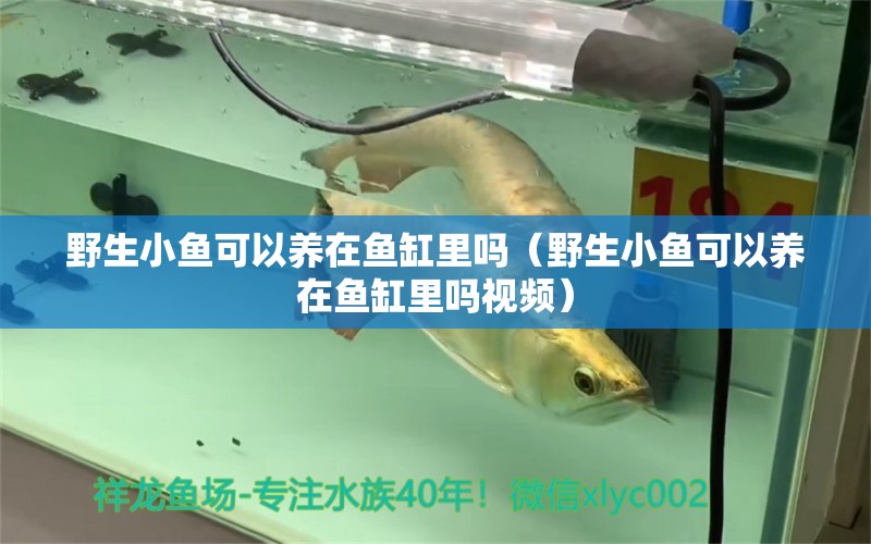 野生小魚可以養(yǎng)在魚缸里嗎（野生小魚可以養(yǎng)在魚缸里嗎視頻）