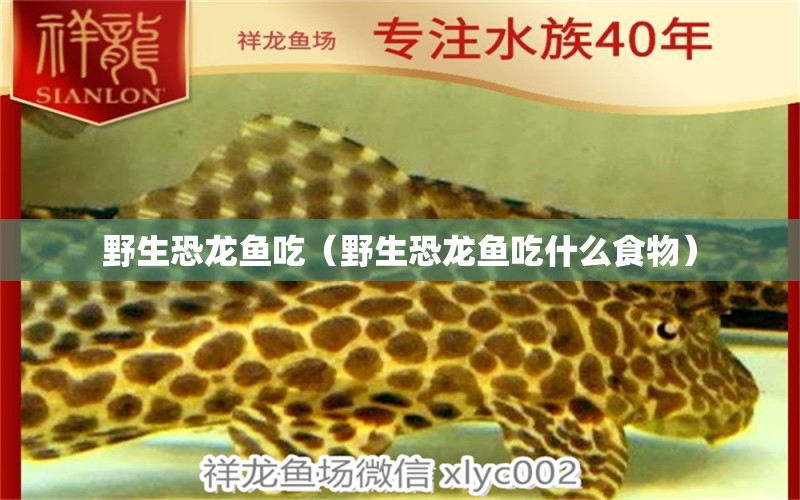 野生恐龍魚吃（野生恐龍魚吃什么食物）