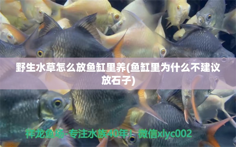 野生水草怎么放魚缸里養(yǎng)(魚缸里為什么不建議放石子)