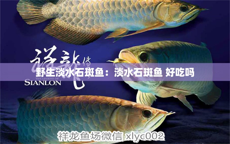 野生淡水石斑魚：淡水石斑魚 好吃嗎