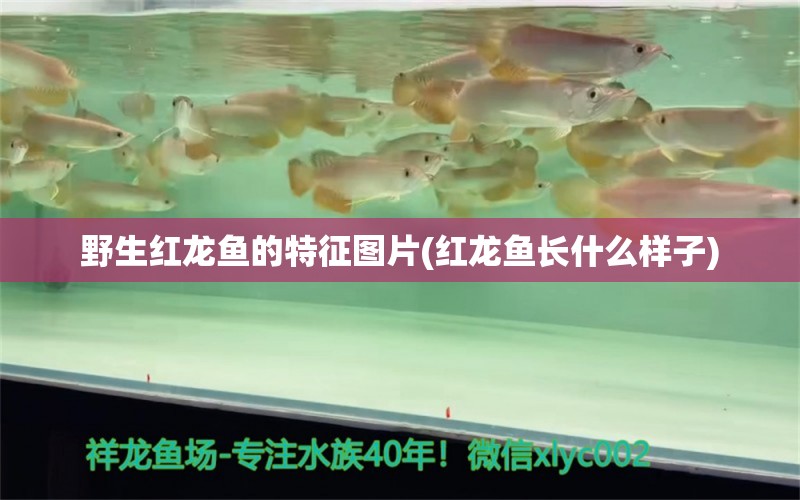 野生紅龍魚(yú)的特征圖片(紅龍魚(yú)長(zhǎng)什么樣子) 肥料 第1張