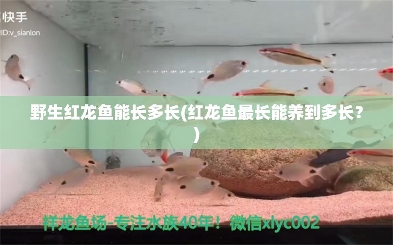 野生紅龍魚能長(zhǎng)多長(zhǎng)(紅龍魚最長(zhǎng)能養(yǎng)到多長(zhǎng)？) 藍(lán)底過(guò)背金龍魚