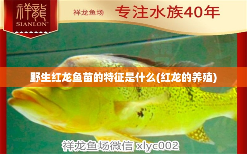 野生紅龍魚(yú)苗的特征是什么(紅龍的養(yǎng)殖) 超血紅龍魚(yú)