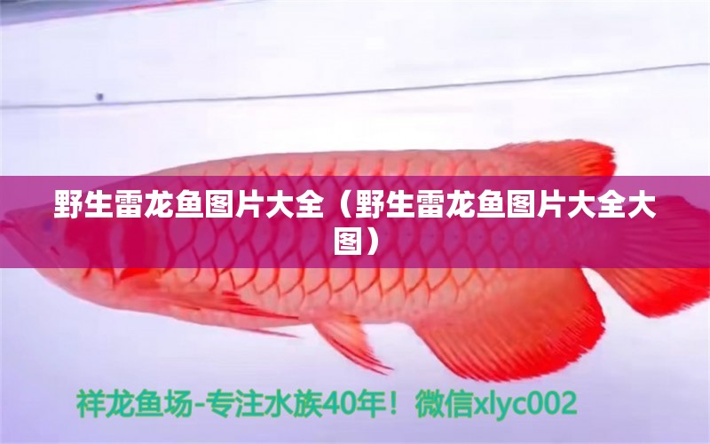 野生雷龍魚圖片大全（野生雷龍魚圖片大全大圖）