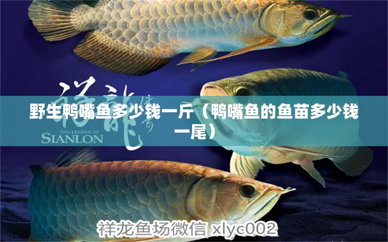 野生鴨嘴魚多少錢一斤（鴨嘴魚的魚苗多少錢一尾）