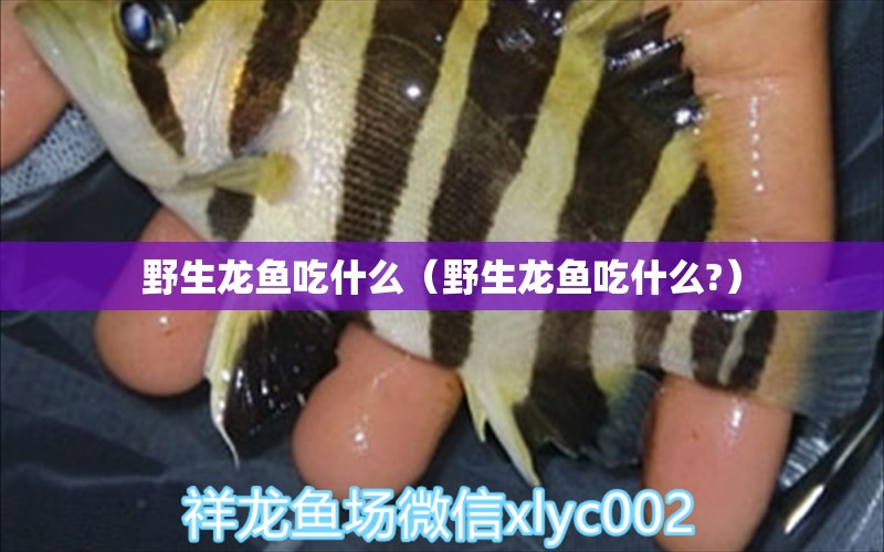 野生龍魚吃什么（野生龍魚吃什么?） 祥龍魚場