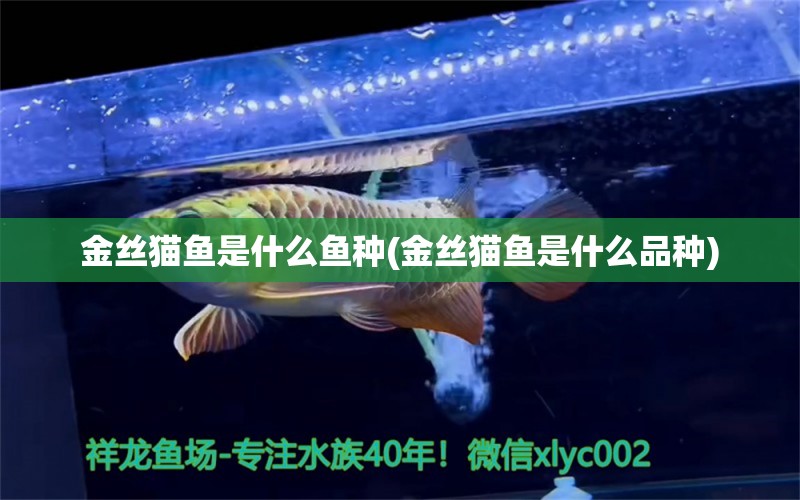 金絲貓魚是什么魚種(金絲貓魚是什么品種) 南美異形觀賞魚