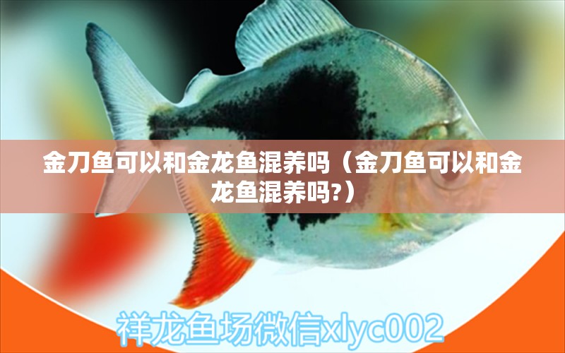 金刀魚可以和金龍魚混養(yǎng)嗎（金刀魚可以和金龍魚混養(yǎng)嗎?）