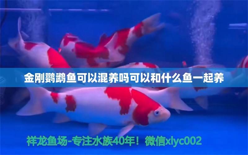 金剛鸚鵡魚可以混養(yǎng)嗎可以和什么魚一起養(yǎng) 錦鯉池魚池建設(shè) 第2張