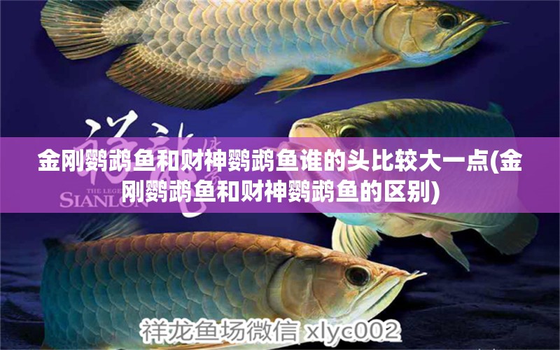 金剛鸚鵡魚和財(cái)神鸚鵡魚誰的頭比較大一點(diǎn)(金剛鸚鵡魚和財(cái)神鸚鵡魚的區(qū)別) 鸚鵡魚