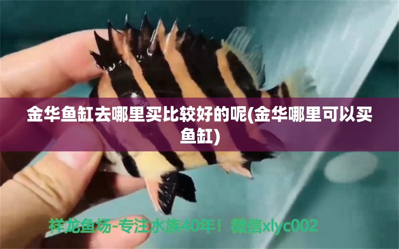 金華魚缸去哪里買比較好的呢(金華哪里可以買魚缸) 狗仔（招財貓)魚苗