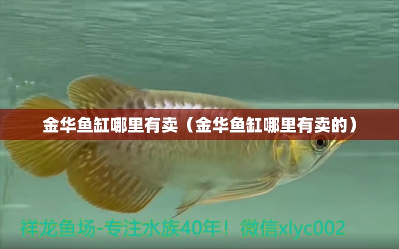 金華魚缸哪里有賣（金華魚缸哪里有賣的）