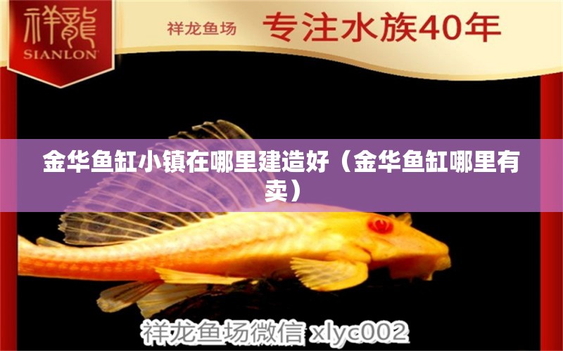 金華魚(yú)缸小鎮(zhèn)在哪里建造好（金華魚(yú)缸哪里有賣(mài)） 斑馬狗頭魚(yú)