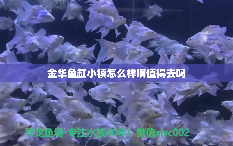 金華魚缸小鎮(zhèn)怎么樣啊值得去嗎