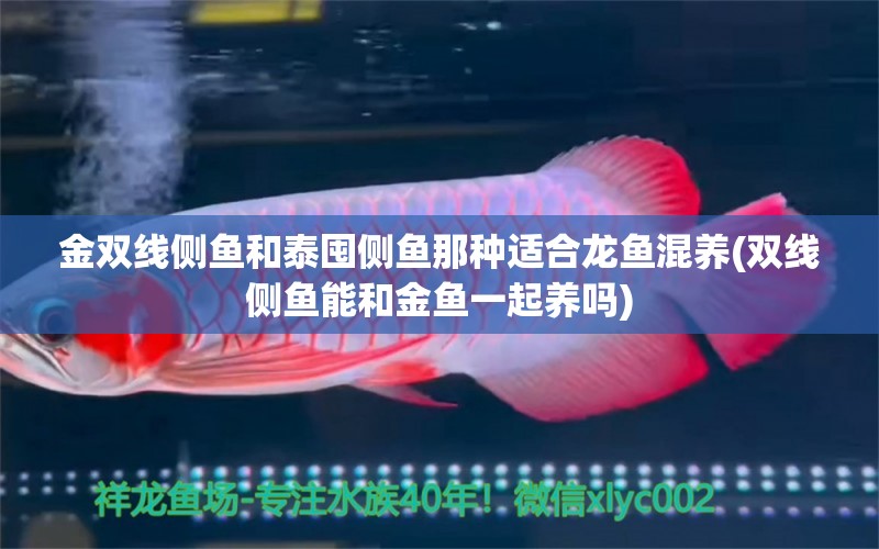 金雙線側魚和泰囤側魚那種適合龍魚混養(yǎng)(雙線側魚能和金魚一起養(yǎng)嗎) 雙線側魚