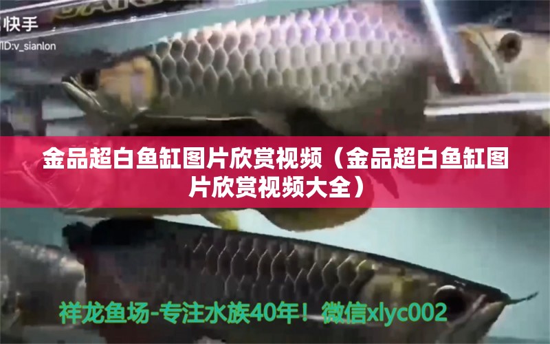 金品超白魚缸圖片欣賞視頻（金品超白魚缸圖片欣賞視頻大全）