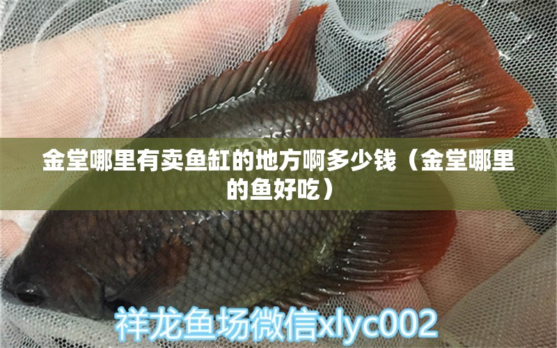 金堂哪里有賣魚(yú)缸的地方啊多少錢（金堂哪里的魚(yú)好吃） 廣州觀賞魚(yú)批發(fā)市場(chǎng)