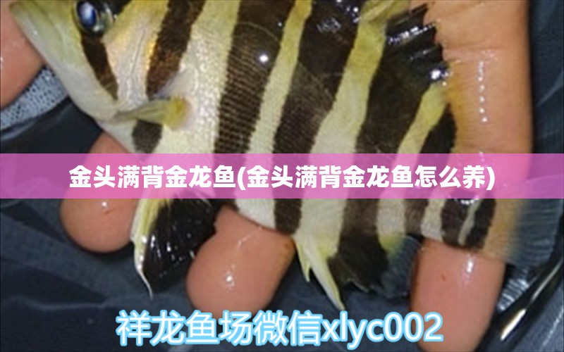 金頭滿背金龍魚(金頭滿背金龍魚怎么養(yǎng)) 水族雜談