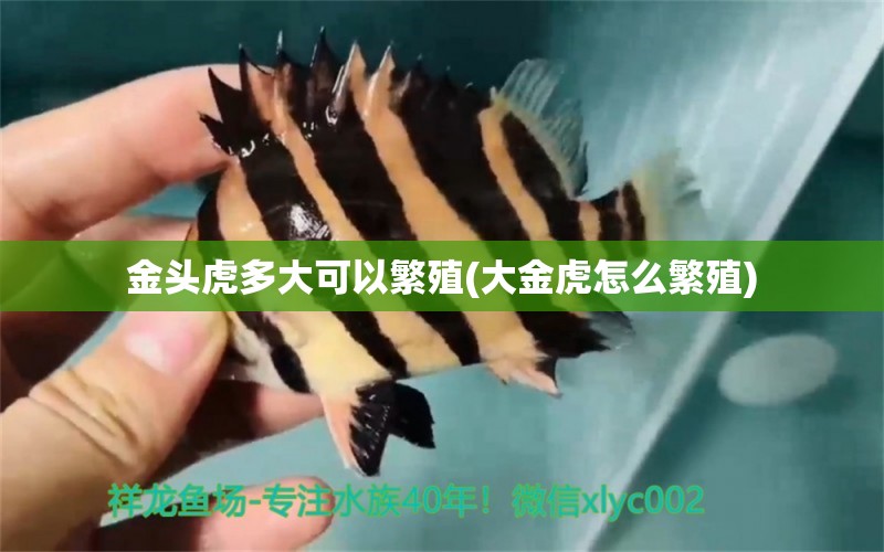 金頭虎多大可以繁殖(大金虎怎么繁殖) 白子紅龍魚(yú)