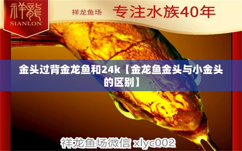 金頭過背金龍魚和24k【金龍魚金頭與小金頭的區(qū)別】