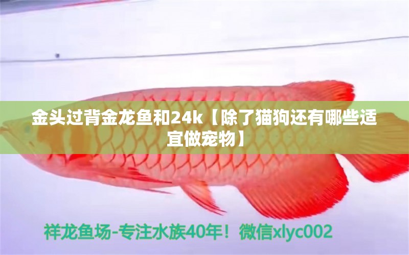 金頭過(guò)背金龍魚和24k【除了貓狗還有哪些適宜做寵物】 過(guò)背金龍魚