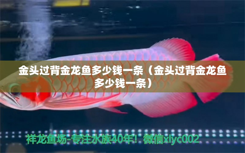 金頭過背金龍魚多少錢一條（金頭過背金龍魚多少錢一條） 過背金龍魚