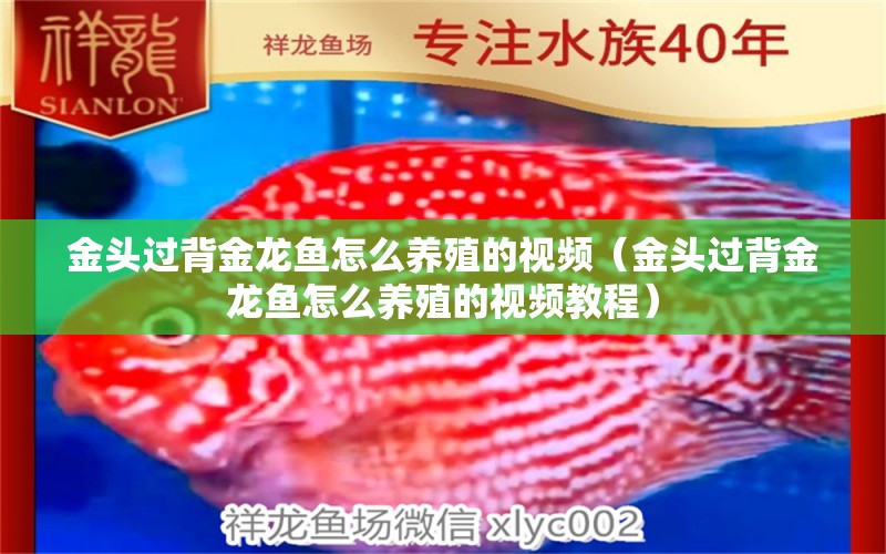 金頭過背金龍魚怎么養(yǎng)殖的視頻（金頭過背金龍魚怎么養(yǎng)殖的視頻教程） 過背金龍魚