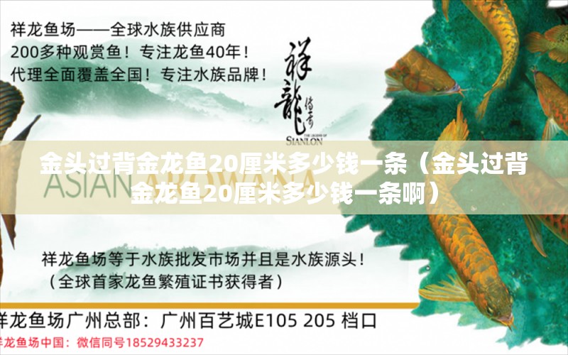 金頭過背金龍魚20厘米多少錢一條（金頭過背金龍魚20厘米多少錢一條?。?過背金龍魚