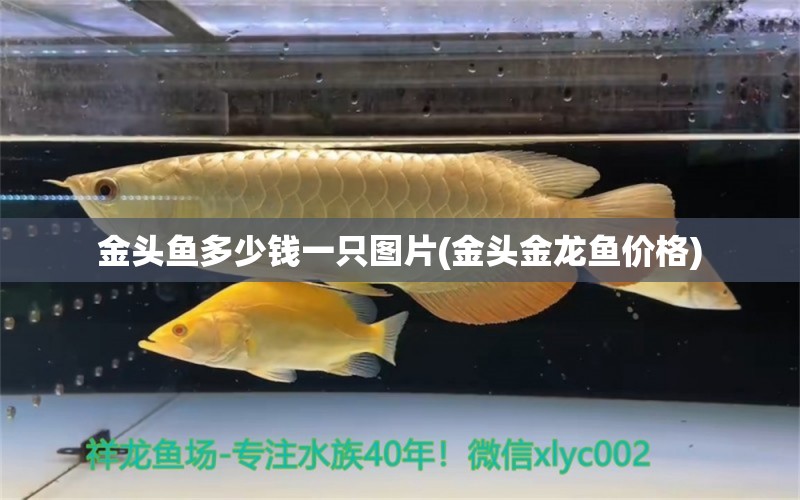 金頭魚(yú)多少錢(qián)一只圖片(金頭金龍魚(yú)價(jià)格) 電鰻