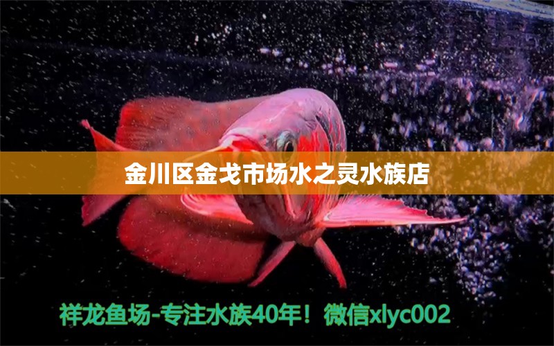 金川區(qū)金戈市場(chǎng)水之靈水族店