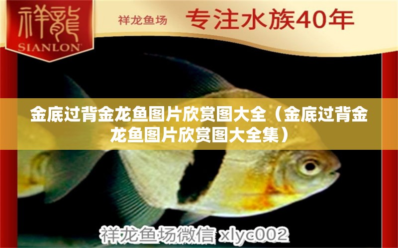 金底過背金龍魚圖片欣賞圖大全（金底過背金龍魚圖片欣賞圖大全集） 過背金龍魚