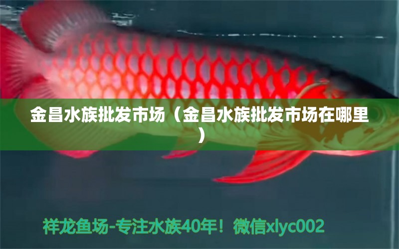 金昌水族批發(fā)市場（金昌水族批發(fā)市場在哪里） 觀賞魚水族批發(fā)市場