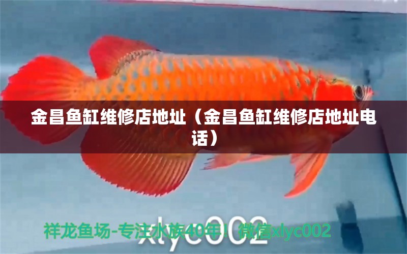 金昌魚缸維修店地址（金昌魚缸維修店地址電話） 黃寬帶蝴蝶魚